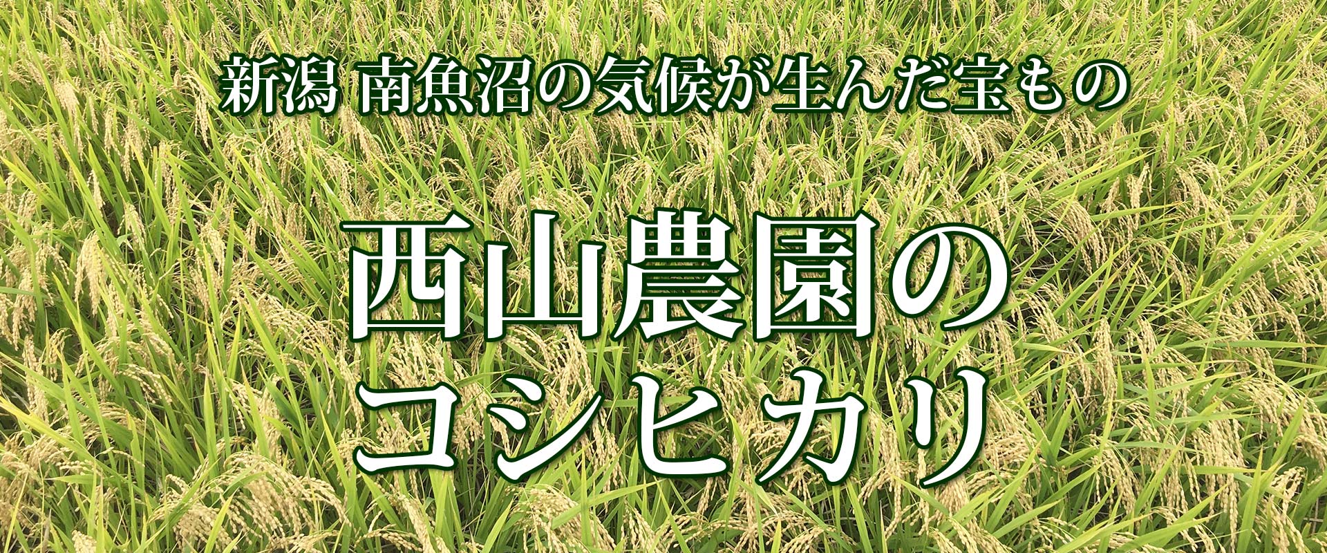 ポストに届くお米の産直便　限定西山米コシヒカリ　魚沼の舞