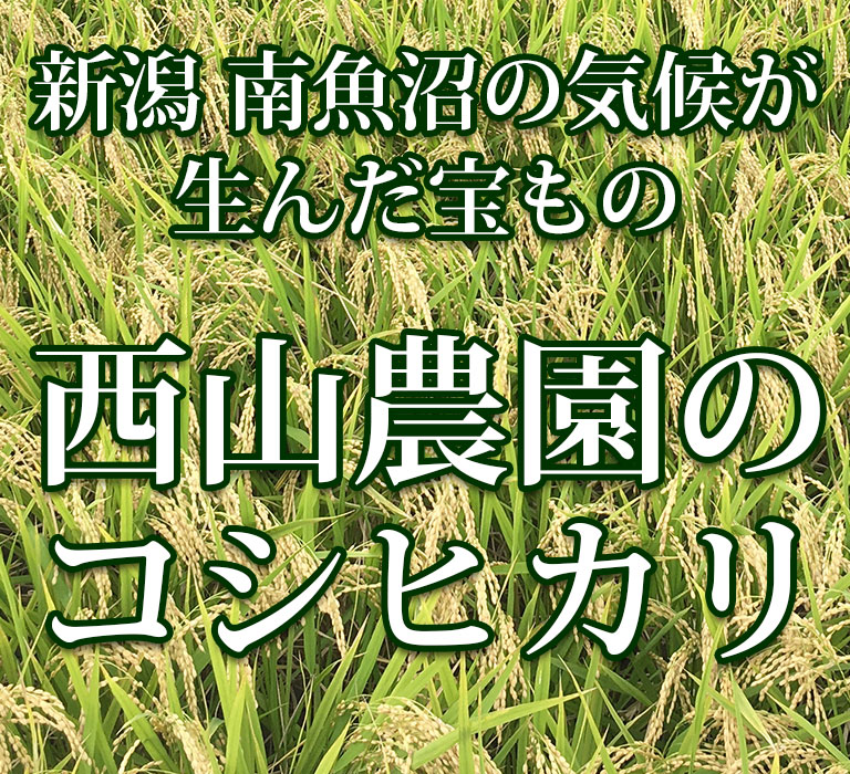 新潟 南魚沼の気候が生んだ宝もの 西山農園の コシヒカリ